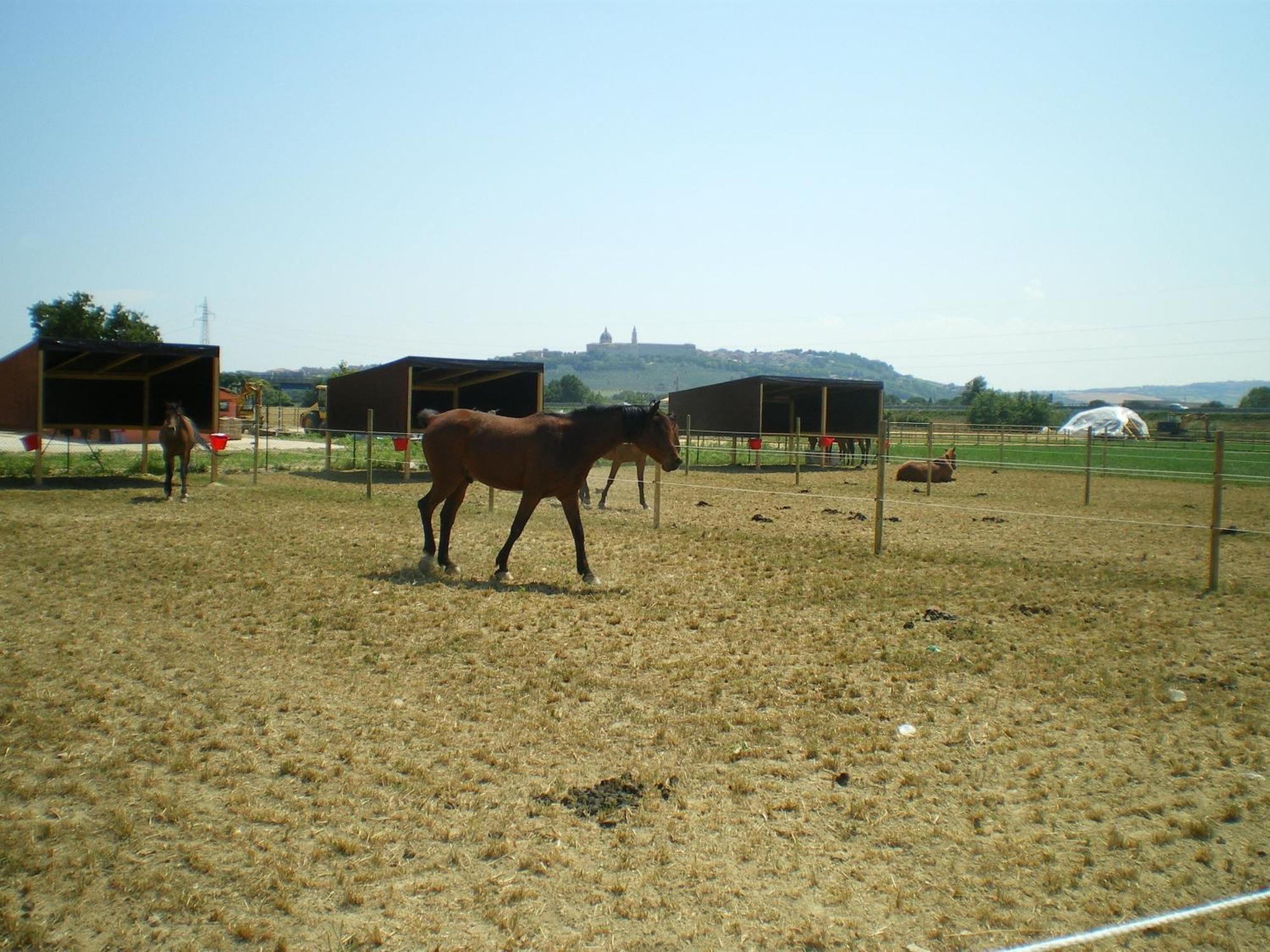 Conero Ranch Guest House Porto Recanati Exterior photo